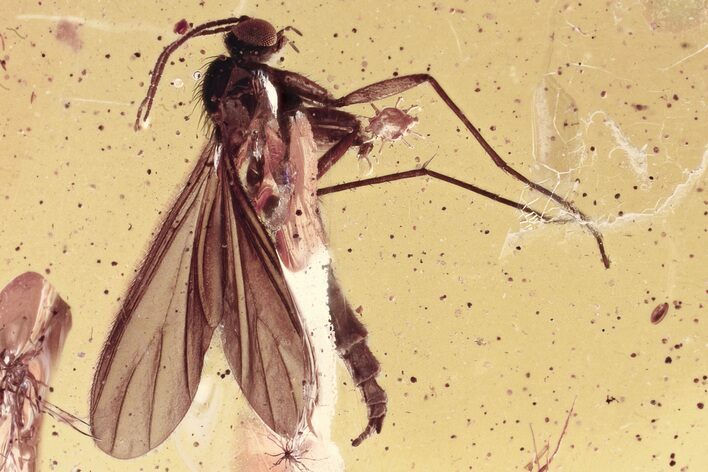 Fossil Mite and Dark-Winged Fungus Gnat In Baltic Amber #343432